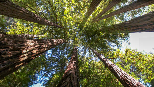 How Our Tree Care Process Works  in  North Falmouth, MA