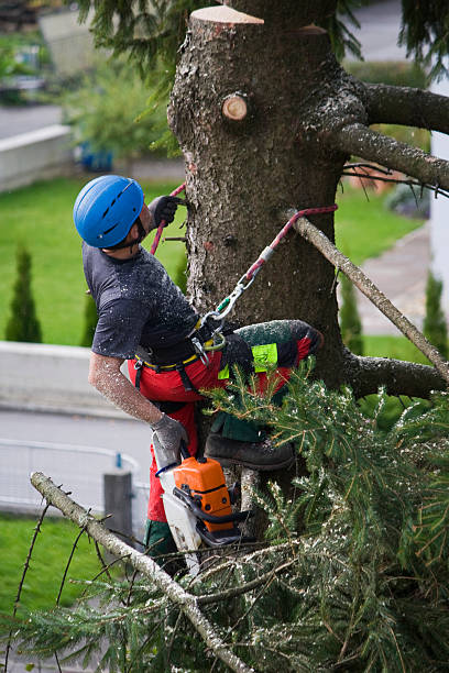 North Falmouth, MA  Tree Services Company